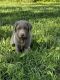 Labrador Retriever Puppies for sale in Armstrong, MO 65230, USA. price: NA