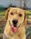 Labrador Retriever Puppies for sale in Valley Stream, NY, USA. price: NA