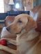 Labrador Retriever Puppies for sale in Fredericksburg, TX 78624, USA. price: NA