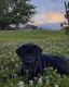 Labrador Retriever Puppies for sale in Farmington, NM, USA. price: NA