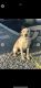 Labrador Retriever Puppies for sale in Valley Springs, CA 95252, USA. price: $400
