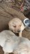Labrador Retriever Puppies for sale in Jalna, Maharashtra, India. price: 22000 INR