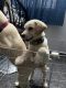 Labrador Retriever Puppies for sale in Avadi, Tamil Nadu, India. price: 5000 INR