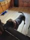 Labrador Retriever Puppies for sale in Dansville, NY 14437, USA. price: $1,500