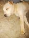 Labrador Retriever Puppies for sale in 6706 Betonica Ln, Katy, TX 77449, USA. price: NA