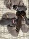 Labrador Retriever Puppies for sale in Casper, WY, USA. price: $800