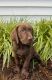 Labrador Retriever Puppies for sale in Crewe, VA 23930, USA. price: NA