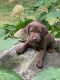 Labrador Retriever Puppies for sale in Chambersburg, PA, USA. price: $1,000