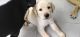 Labrador Retriever Puppies for sale in Indore, Madhya Pradesh, India. price: 5000 INR