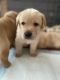 Labrador Retriever Puppies for sale in Cottonwood, CA 96022, USA. price: $1,200