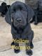 Labrador Retriever Puppies for sale in New Braunfels, TX, USA. price: $600