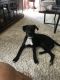 Labrador Retriever Puppies for sale in Canfield, OH 44406, USA. price: NA