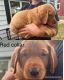 Labrador Retriever Puppies for sale in Auburn, NY 13021, USA. price: $1,000