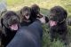 Labrador Retriever Puppies for sale in Wisconsin Dells, WI, USA. price: NA