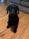 Labrador Retriever Puppies for sale in Salem, OH 44460, USA. price: $300