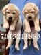 Labrador Retriever Puppies for sale in Ahmedabad, Gujarat, India. price: 10000 INR