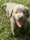Labrador Retriever Puppies for sale in Lowgap, NC 27024, USA. price: NA