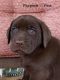 Labrador Retriever Puppies for sale in Fredericksburg, VA 22401, USA. price: NA