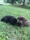 Labrador Retriever Puppies for sale in Lewistown, PA 17044, USA. price: NA