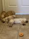 Labrador Retriever Puppies for sale in Glendale, AZ, USA. price: NA