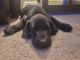 Labrador Retriever Puppies for sale in Keyser, WV 26726, USA. price: $60,000