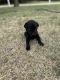 Labrador Retriever Puppies for sale in Cushing, OK 74023, USA. price: NA