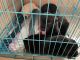 Labrador Retriever Puppies for sale in Sundar Nagar, Himachal Pradesh, India. price: 15000 INR