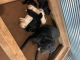 Labrador Retriever Puppies for sale in Garden City, MO 64747, USA. price: NA