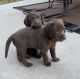 Labrador Retriever Puppies for sale in Brighton, CO 80601, USA. price: NA