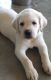 Labrador Retriever Puppies for sale in Palm Springs, CA, USA. price: $2,500