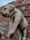 Labrador Retriever Puppies for sale in Sodepur, Kolkata, West Bengal, India. price: 18000 INR