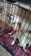 Labrador Retriever Puppies for sale in Hubballi, Karnataka, India. price: NA