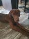 Labrador Retriever Puppies for sale in Marion, TX 78124, USA. price: NA