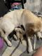 Labrador Retriever Puppies for sale in Peckham, OK 74647, USA. price: NA