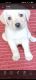 Labrador Retriever Puppies for sale in Halasuru, Bengaluru, Karnataka, India. price: 12000 INR
