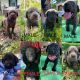 Labrador Retriever Puppies for sale in Woodlawn, TN 37191, USA. price: NA
