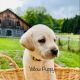 Labrador Retriever Puppies for sale in Westford, NY 13488, USA. price: $1,000