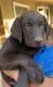 Labrador Retriever Puppies for sale in Pinon Hills, CA, USA. price: $350