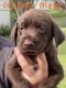 Labrador Retriever Puppies for sale in St Joseph, MO 64503, USA. price: NA