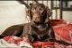 Labrador Retriever Puppies for sale in Pasadena, CA, USA. price: $1,000