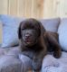 Labrador Retriever Puppies for sale in Floral Park, NY 11001, USA. price: NA