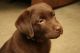 Labrador Retriever Puppies for sale in Pembroke, GA 31321, USA. price: $550