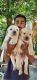 Labrador Retriever Puppies for sale in Maldad Rd, Saidarshan Colony, Sangamner, Maharashtra 422605, India. price: 10000 INR