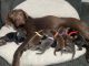 Labrador Retriever Puppies for sale in Atwater, CA 95301, USA. price: NA
