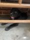 Labrador Retriever Puppies for sale in 22 Harborview Cir, Beaufort, SC 29907, USA. price: NA