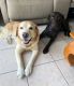Labrador Retriever Puppies for sale in Stuart, FL 34997, USA. price: $1,500