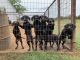 Labrador Retriever Puppies for sale in Wylie, TX 75098, USA. price: NA