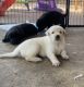 Labrador Retriever Puppies for sale in Anaheim, CA, USA. price: NA