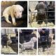 Labrador Retriever Puppies for sale in Owatonna, MN 55060, USA. price: NA