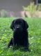 Labrador Retriever Puppies for sale in Eaton, IN 47338, USA. price: $1,000